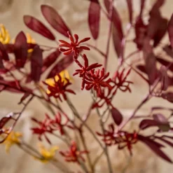 Artificial Kangaroo Paw Stem