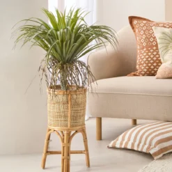 Artificial Rostrata Yucca