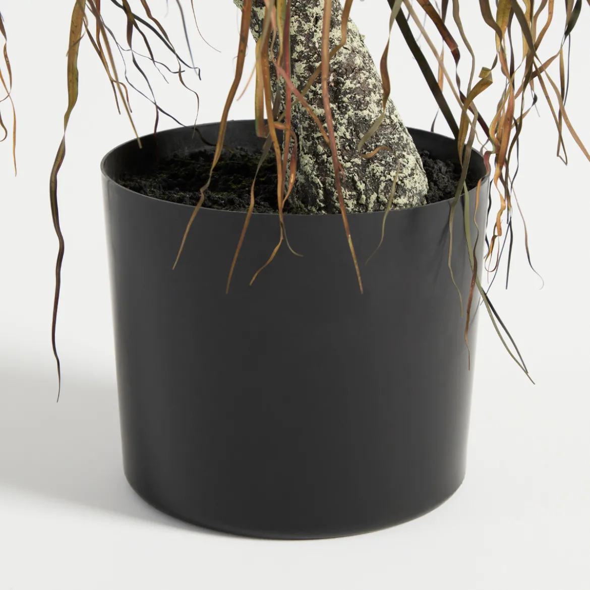 Artificial Rostrata Yucca