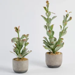Ashby Artificial Potted Succulent