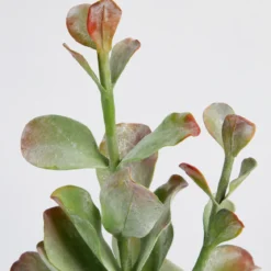 Ashby Artificial Potted Succulent