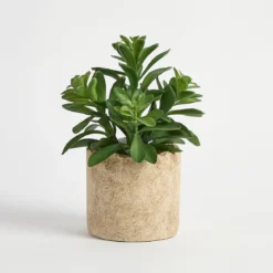 Bartel Potted Artificial Jade Succulent