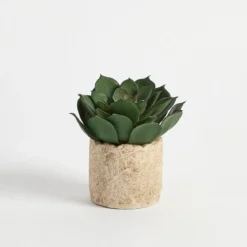 Bartel Succulent Potted Succulent