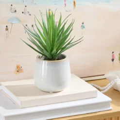 Belmont Potted Aloe Succulent