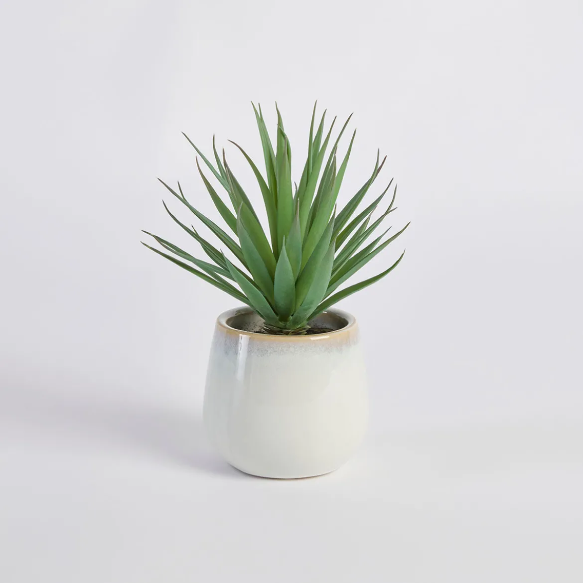 Belmont Potted Aloe Succulent