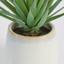 Belmont Potted Aloe Succulent