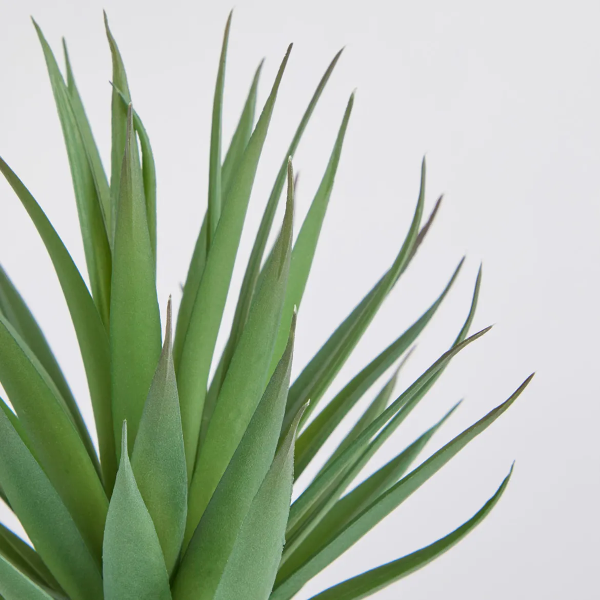 Belmont Potted Aloe Succulent