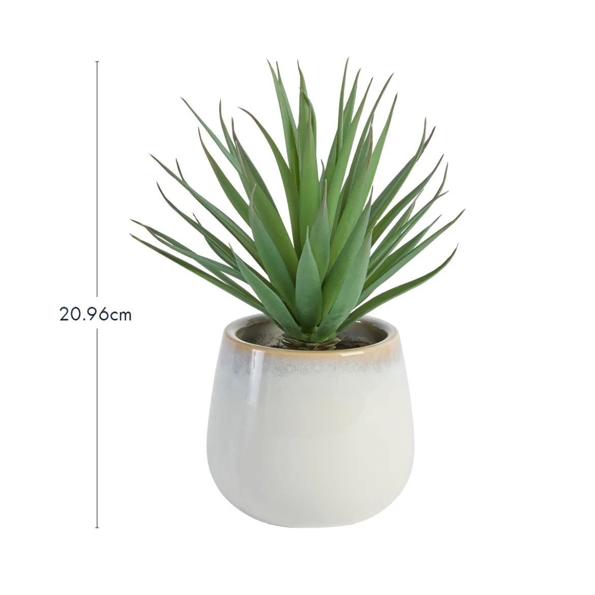 Belmont Potted Aloe Succulent