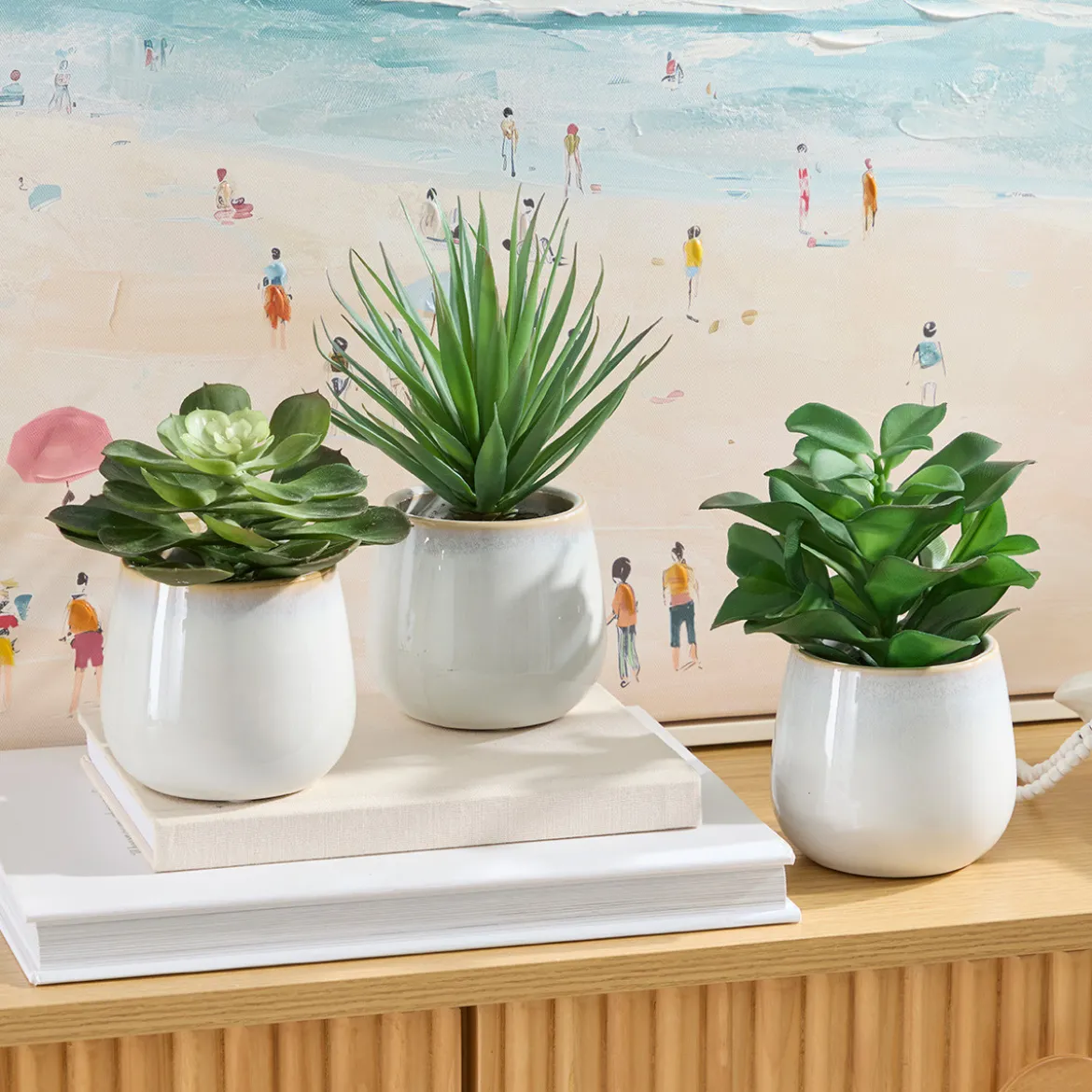 Belmont Potted Aloe Succulent