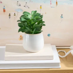 Belmont Potted Crassula Succulent