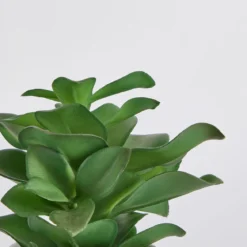 Belmont Potted Crassula Succulent