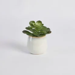 Belmont Potted Succulent