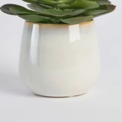 Belmont Potted Succulent