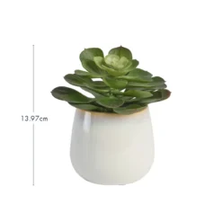 Belmont Potted Succulent