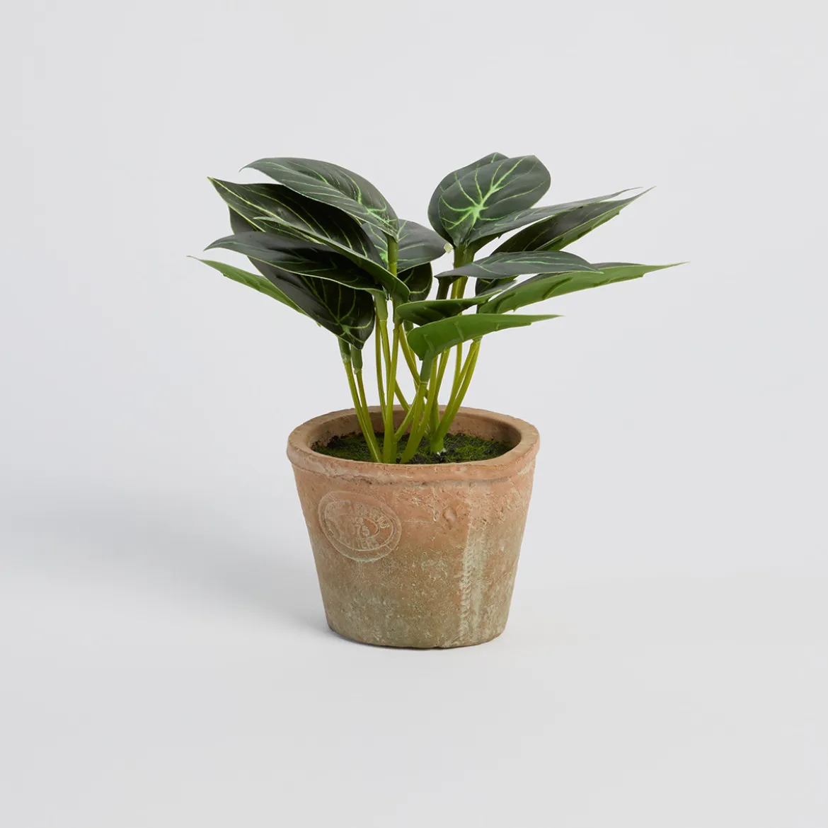 Botanic Artificial Caladium Potted Plant