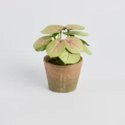Botanic Artificial Evergreen Potted Plant