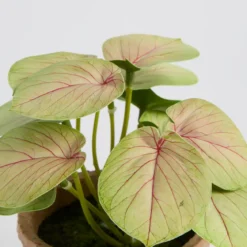 Botanic Artificial Evergreen Potted Plant