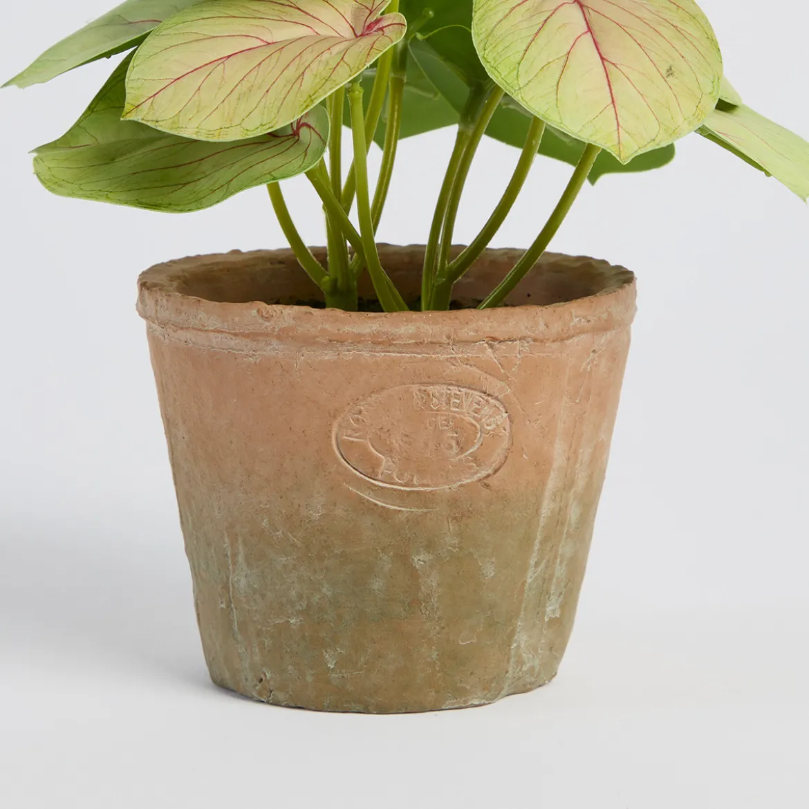 Botanic Artificial Evergreen Potted Plant