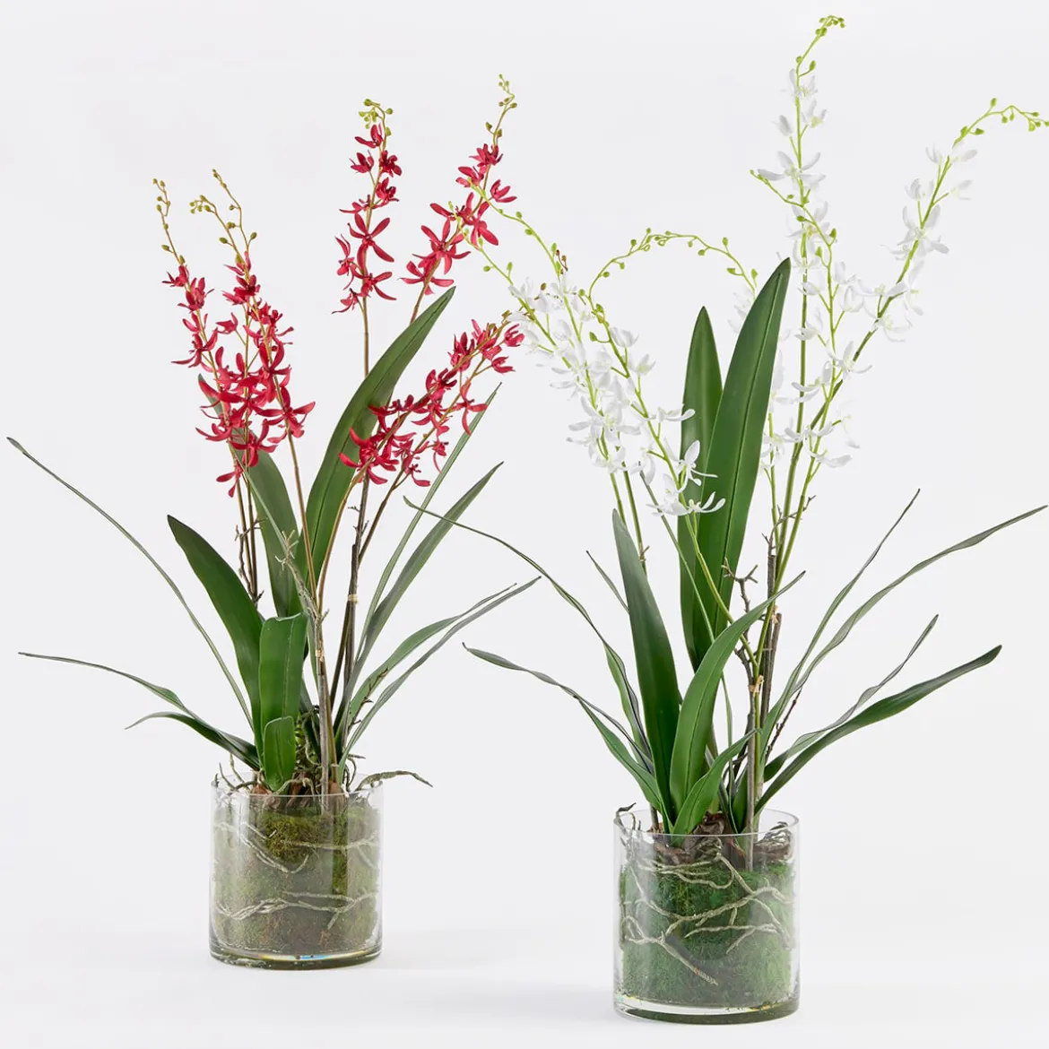 Freya Artificial Spider Orchid in Vase