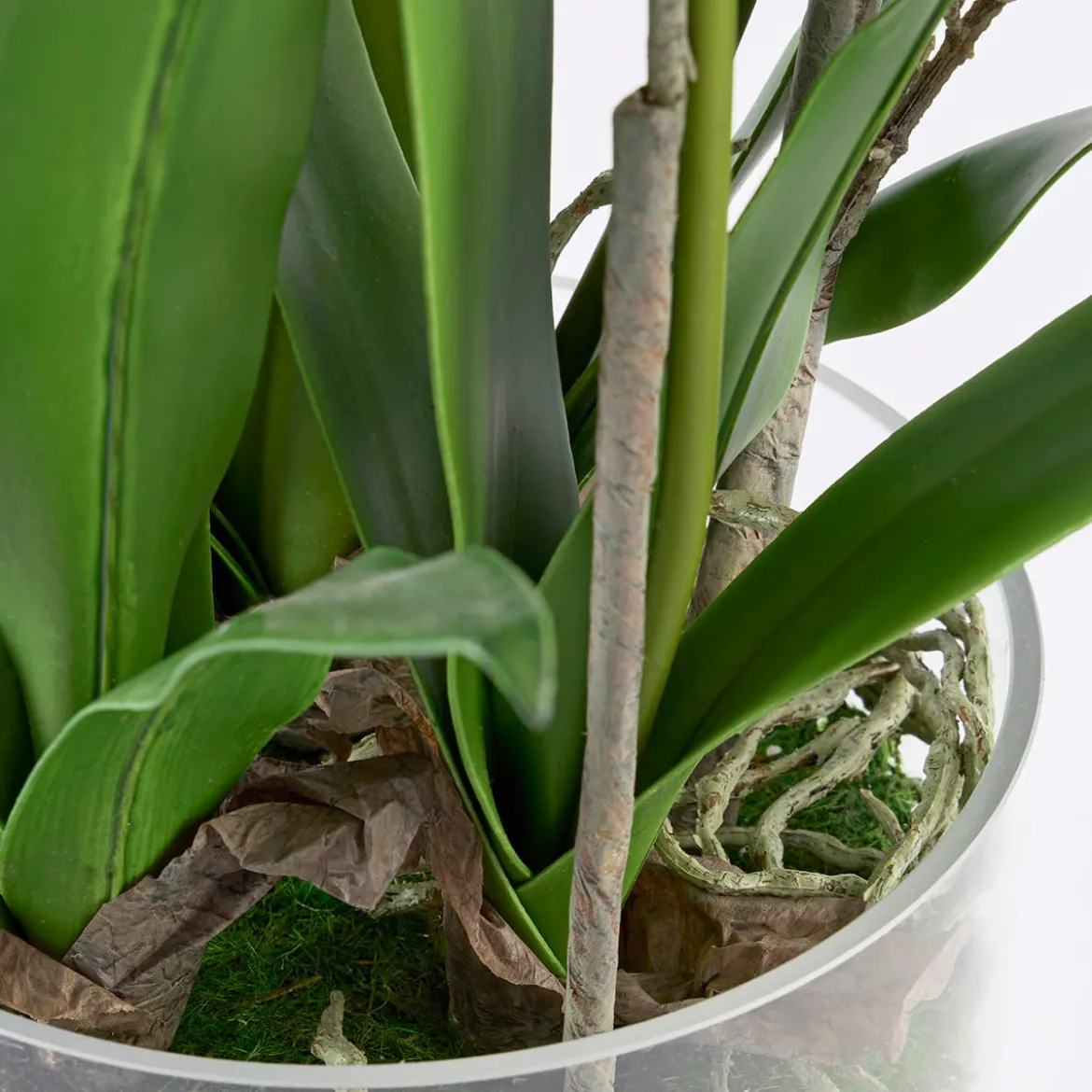 Freya Artificial Spider Orchid in Vase